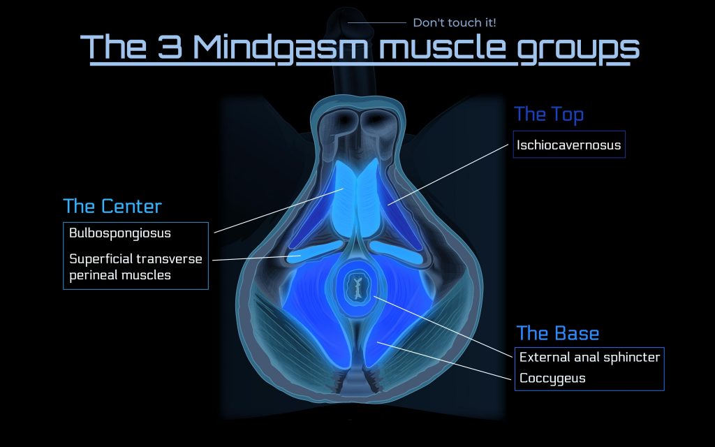The 3 Mindgasm muscle groups