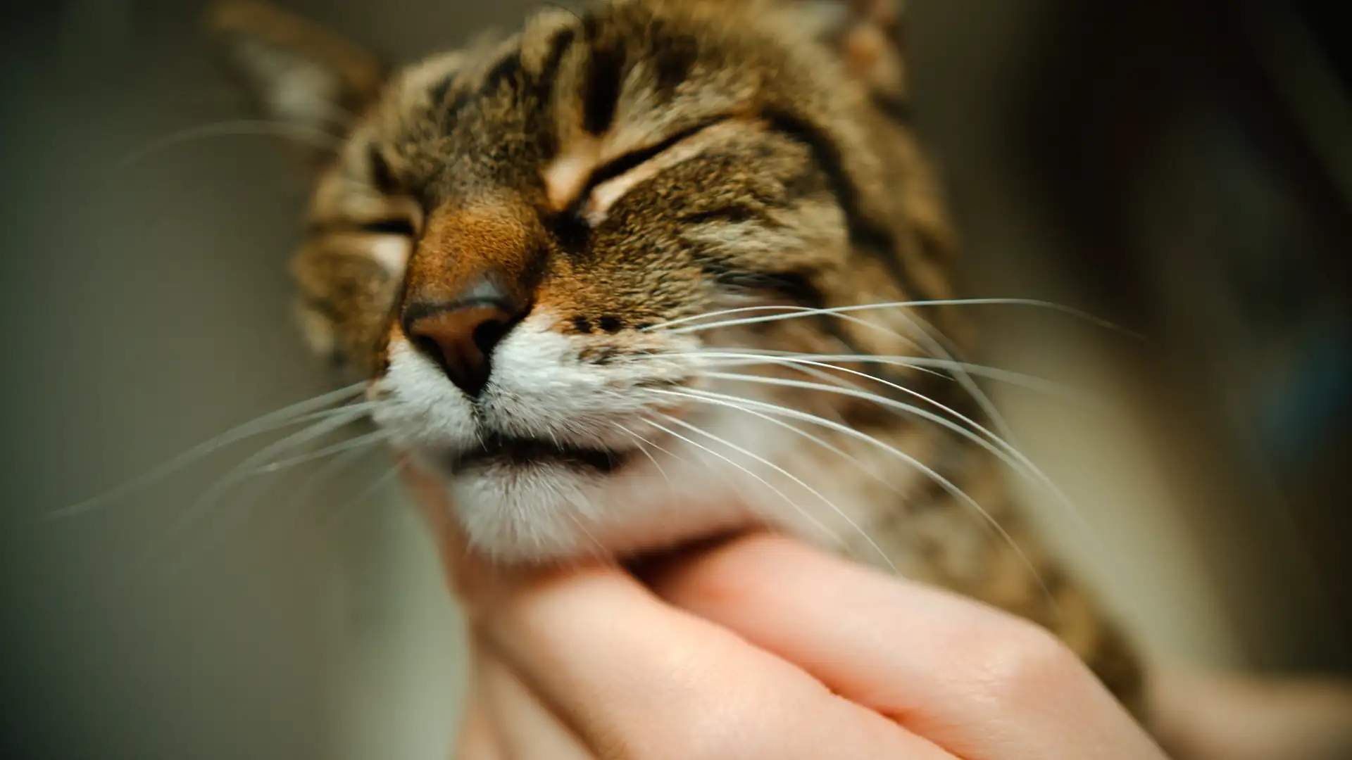 A cat being petted - raw sensory data becoming pleasure