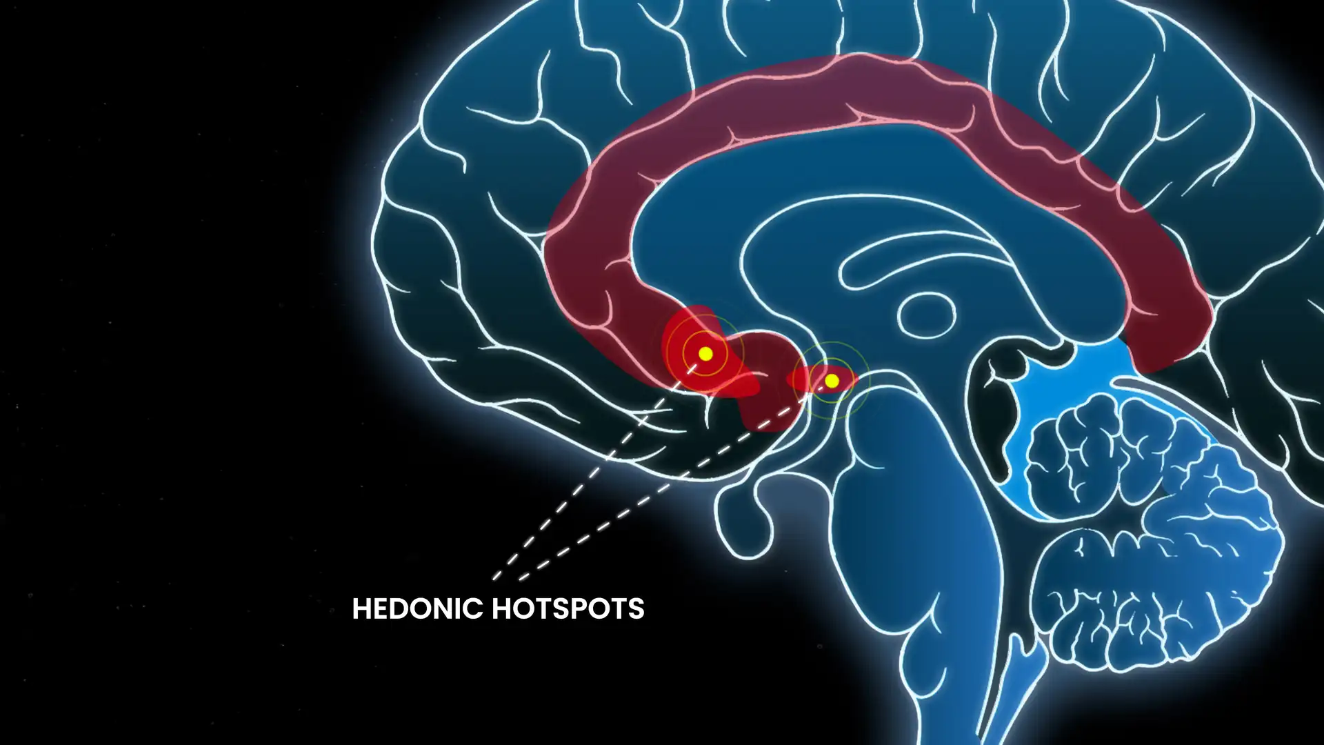 Hedonic hotspots inside the brain