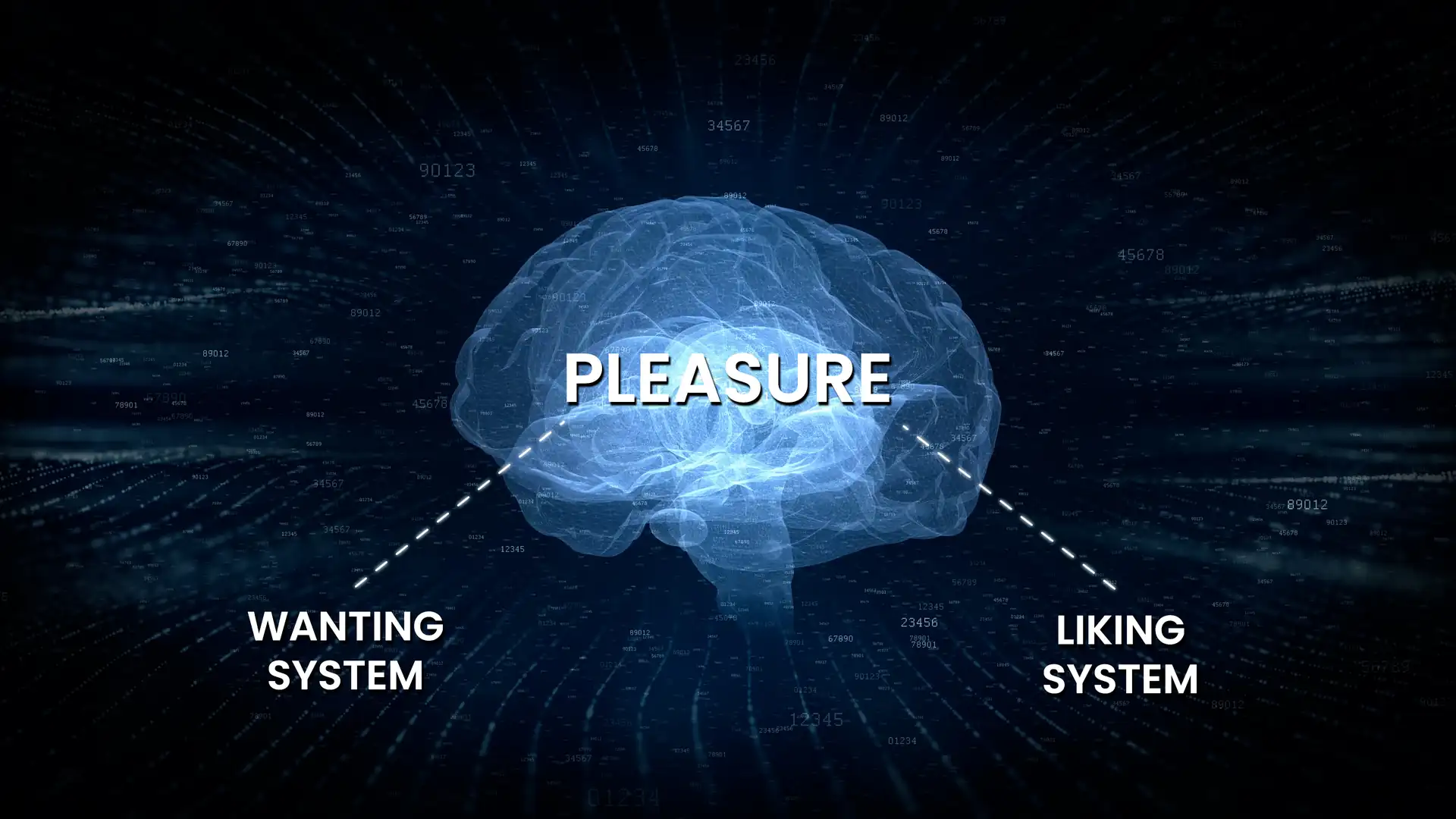 One word, two systems: wanting and liking