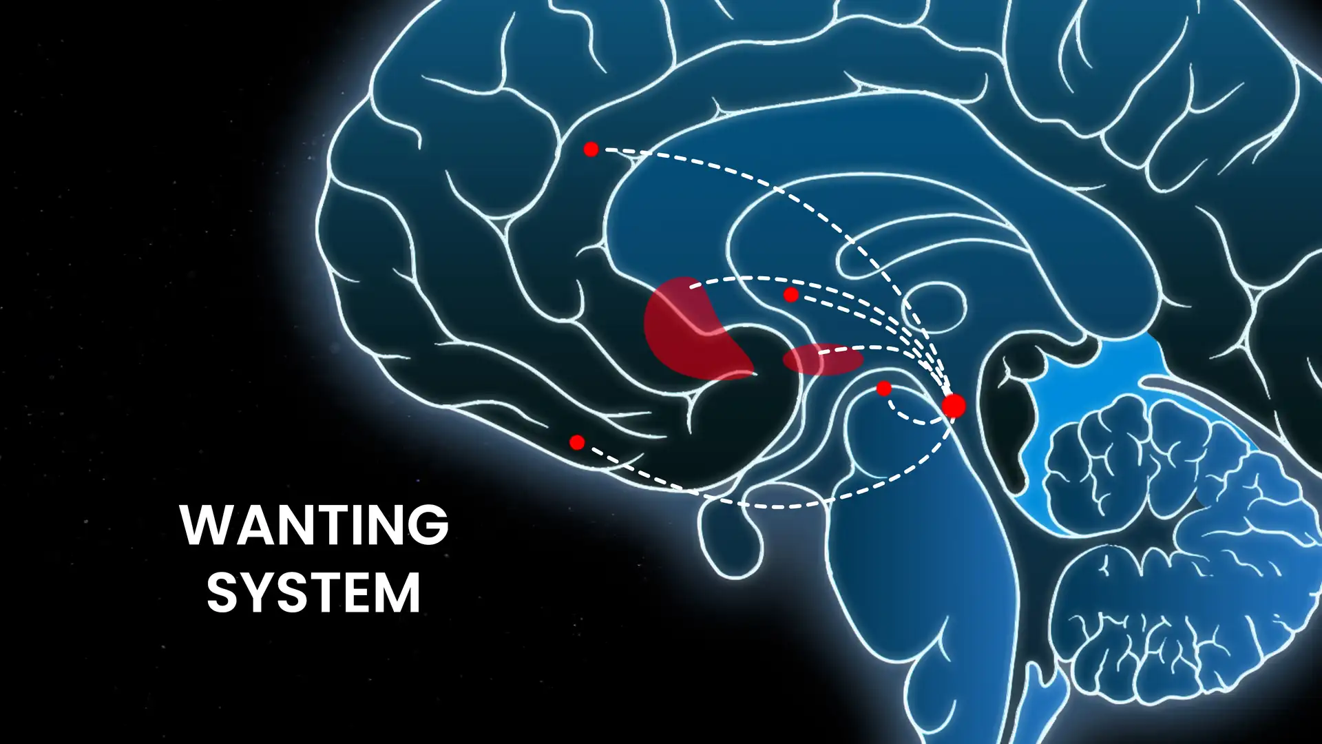 The wanting system inside the brain