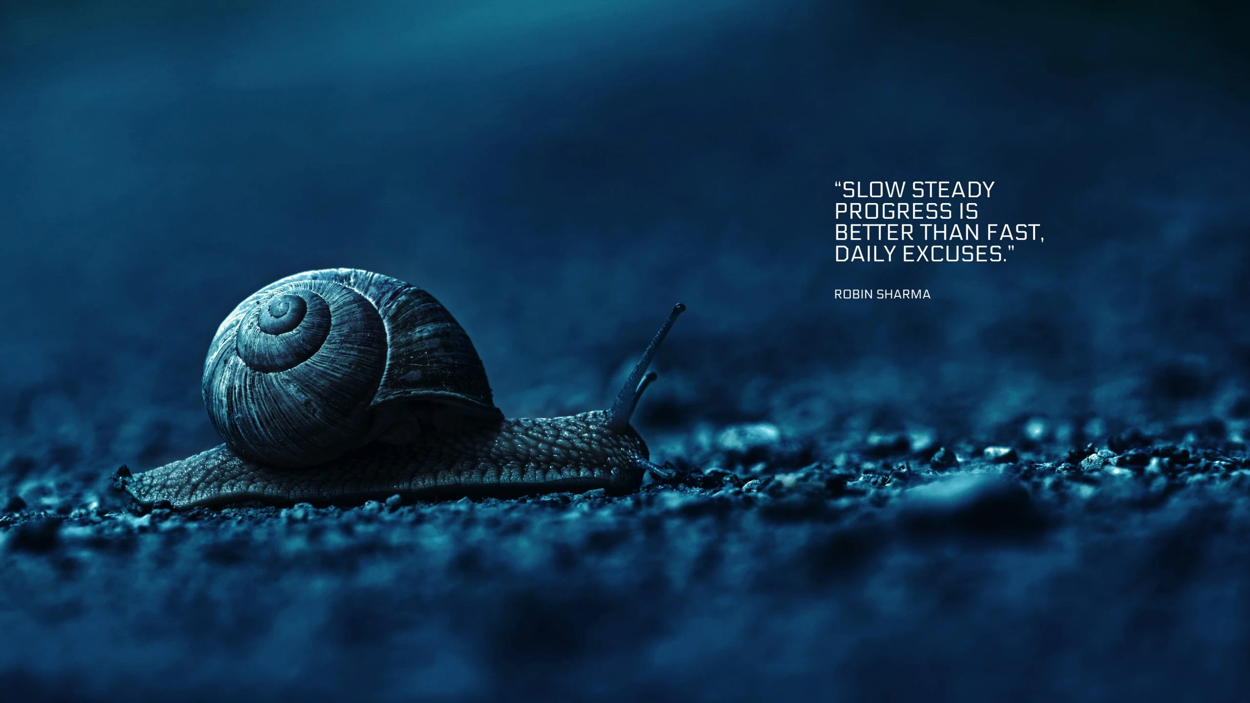 Day 12 desktop wallpaper - Snail